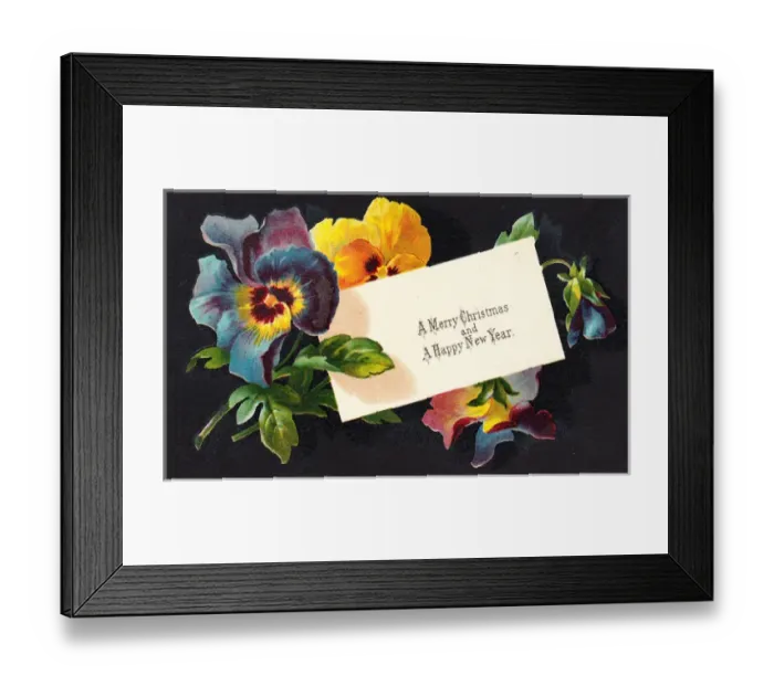 Framed Print : Multicoloured pansies on a Christmas card Framed Print : Multicoloured pansies on a Christmas card
