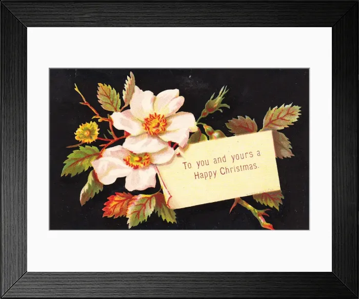 Framed Print : White Christmas roses on a Christmas card Framed Print : White Christmas roses on a Christmas card