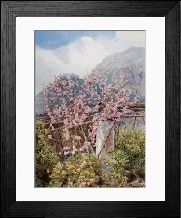 Framed Print : Peach Blossom, Italy Framed Print : Peach Blossom, Italy