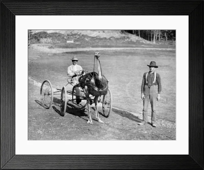 Framed Print : Man driving an Ostrich as a trotting horse in America Framed Print : Man driving an Ostrich as a trotting horse in America