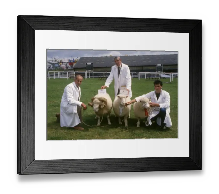 Framed Print : Champion sheep at Royal Cornwall Show Framed Print : Champion sheep at Royal Cornwall Show