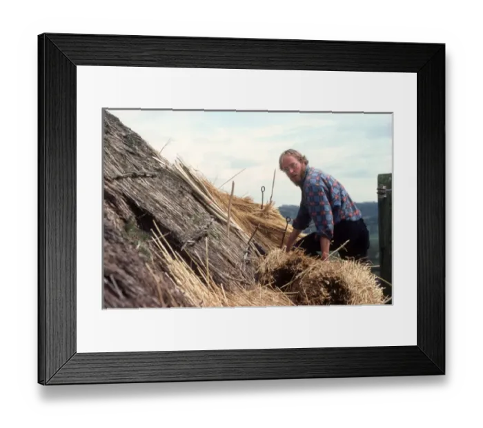 Framed Print : Man thatching a roof, Colyford, East Devon Framed Print : Man thatching a roof, Colyford, East Devon