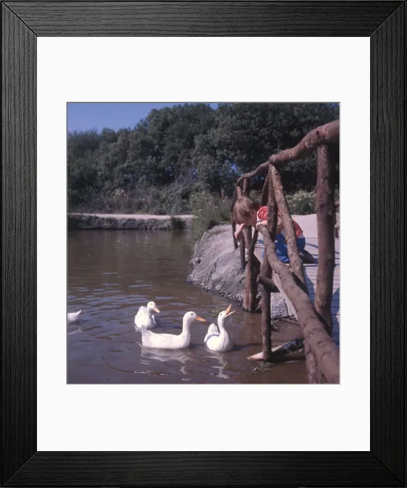 Framed Print : Little boy feeding ducks, Cornwall Framed Print : Little boy feeding ducks, Cornwall