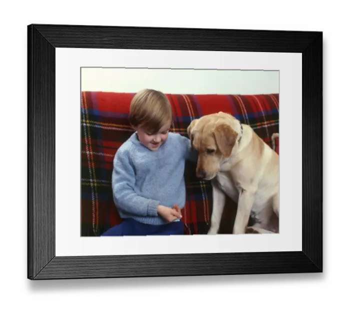 Framed Print : Little boy and labrador dog Framed Print : Little boy and labrador dog