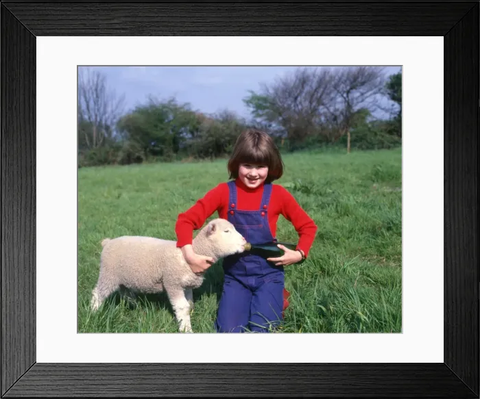 Framed Print : Girl with a spring lamb, West Country Framed Print : Girl with a spring lamb, West Country
