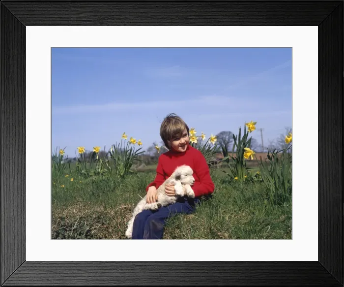 Framed Print : Boy with spring lamb and daffodils Framed Print : Boy with spring lamb and daffodils