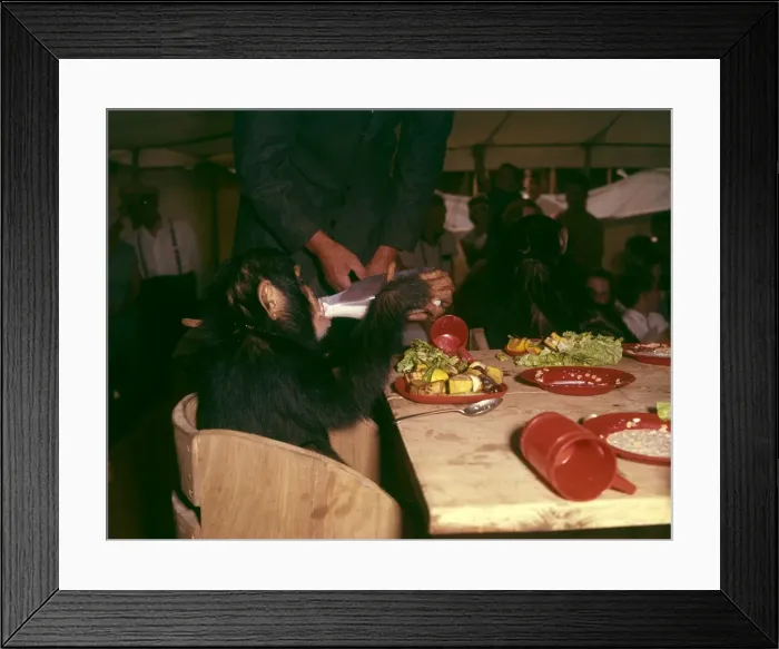 Framed Print : Chimpanzee drinking milk Framed Print : Chimpanzee drinking milk