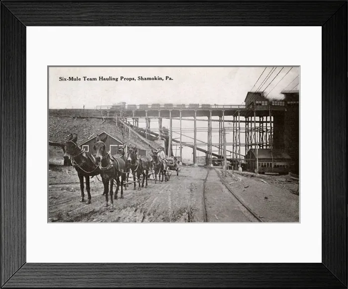 Framed Print : Mules hauling props, Shamokin, Pennsylvania, USA Framed Print : Mules hauling props, Shamokin, Pennsylvania, USA