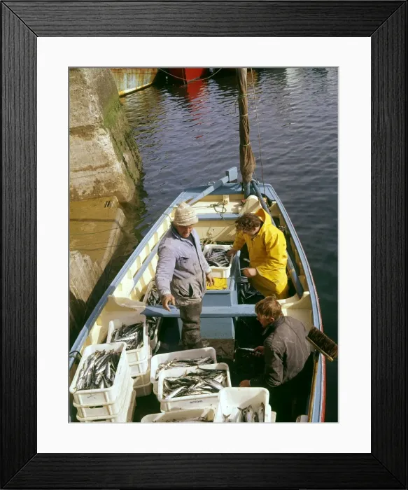 Framed Print : Fishermen landing mackerel, Newlyn, Cornwall Framed Print : Fishermen landing mackerel, Newlyn, Cornwall