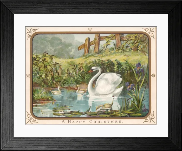 Framed Print : Swan and cygnets on a Christmas card Framed Print : Swan and cygnets on a Christmas card