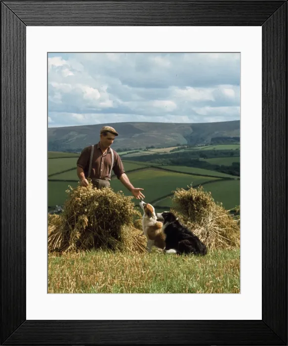 Framed Print : Man and dogs in cornfield, Countisbury, Somerset Framed Print : Man and dogs in cornfield, Countisbury, Somerset