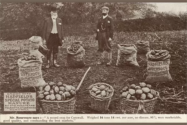 A succesful crop of potatoes grown using Hadfields Manure