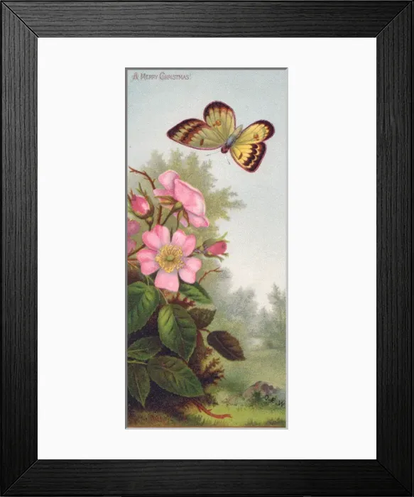 Framed Print : Butterfly and pink flowers on a Christmas card Framed Print : Butterfly and pink flowers on a Christmas card