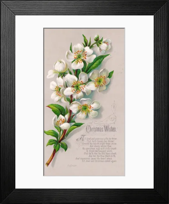 Framed Print : Spray of white flowers on a Christmas card Framed Print : Spray of white flowers on a Christmas card