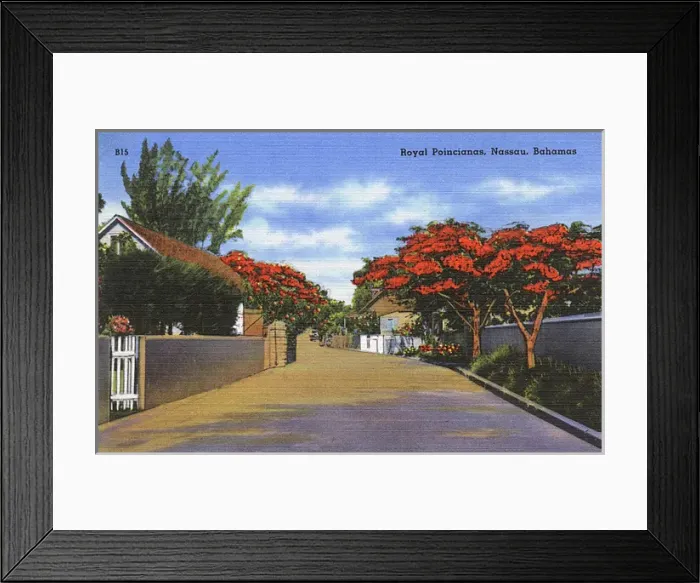 Framed Print : Royal Poincianas in Nassau, Bahamas, West Indies Framed Print : Royal Poincianas in Nassau, Bahamas, West Indies