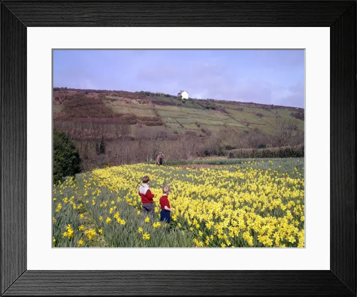 Framed Print : Children and daffodils at Portscatho, Cornwall Framed Print : Children and daffodils at Portscatho, Cornwall