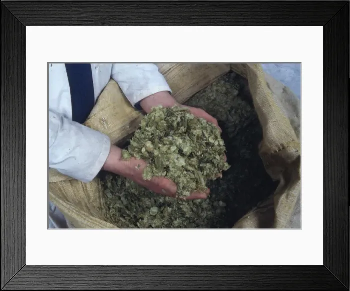 Framed Print : Handful of brewers hops, Cornwall Framed Print : Handful of brewers hops, Cornwall