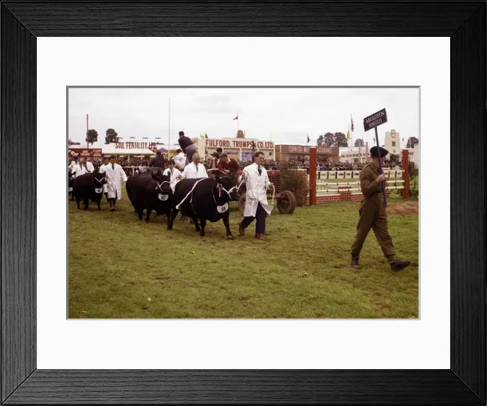 Framed Print : Display of cattle at annual County Show, Devon Framed Print : Display of cattle at annual County Show, Devon