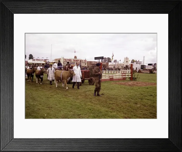 Framed Print : Display of cattle at annual County Show, Devon Framed Print : Display of cattle at annual County Show, Devon