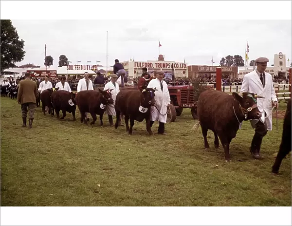 Display of cattle at annual County Show, Devon