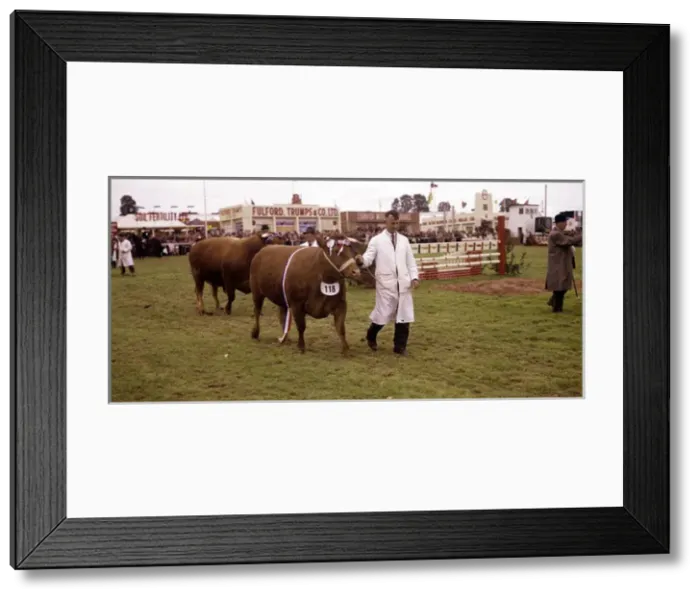 Framed Print : Display of cattle at annual County Show, Devon Framed Print : Display of cattle at annual County Show, Devon