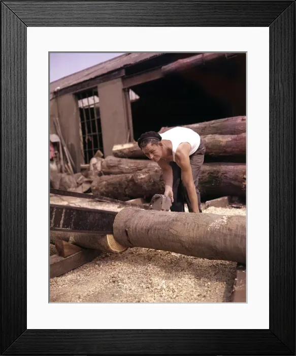 Framed Print : Man in timber yard, sawing tree trunk, Devon Framed Print : Man in timber yard, sawing tree trunk, Devon