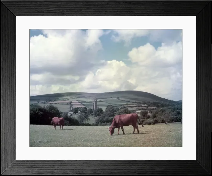 Framed Print : Cows in a field, Widecombe-in-the-Moor, Devon