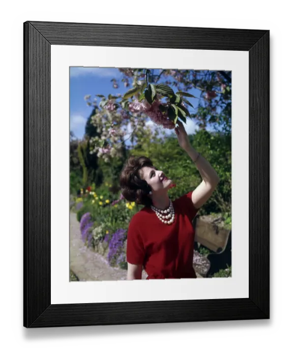 Framed Print : Woman in a garden admiring blossom Framed Print : Woman in a garden admiring blossom