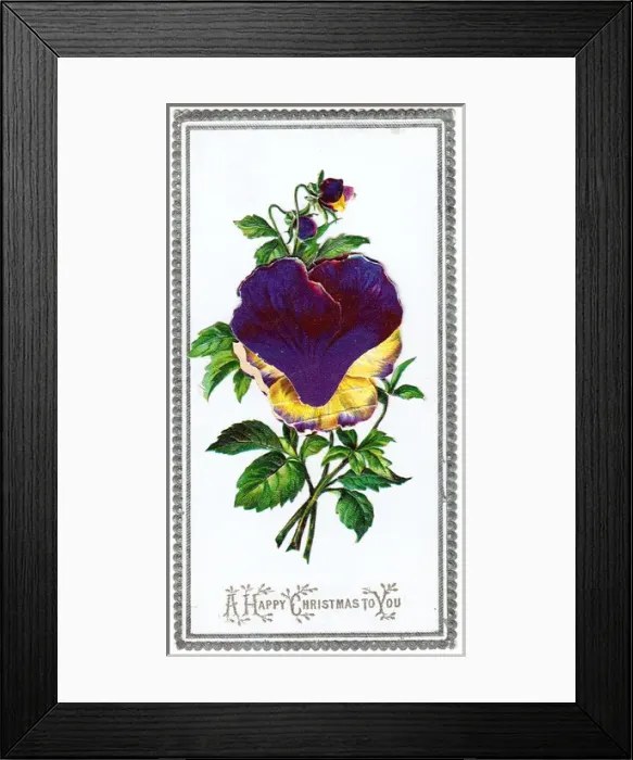 Framed Print : Variegated pansies on a Christmas card Framed Print : Variegated pansies on a Christmas card