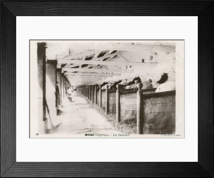 Framed Print : Military stables, Blida, Algeria, North Africa Framed Print : Military stables, Blida, Algeria, North Africa