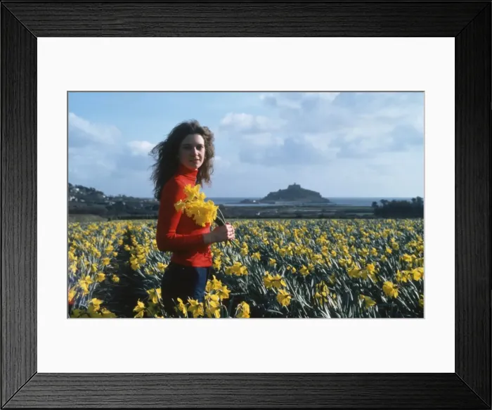 Framed Print : Daffodil fields, St Michaels Mount, Marazion, Cornwall Framed Print : Daffodil fields, St Michaels Mount, Marazion, Cornwall