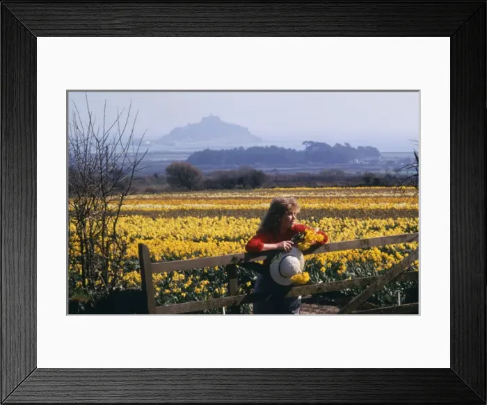 Framed Print : Daffodil fields, St Michaels Mount, Marazion, Cornwall Framed Print : Daffodil fields, St Michaels Mount, Marazion, Cornwall