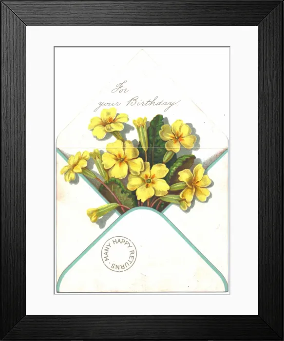 Framed Print : Primroses in an envelope on a birthday card Framed Print : Primroses in an envelope on a birthday card