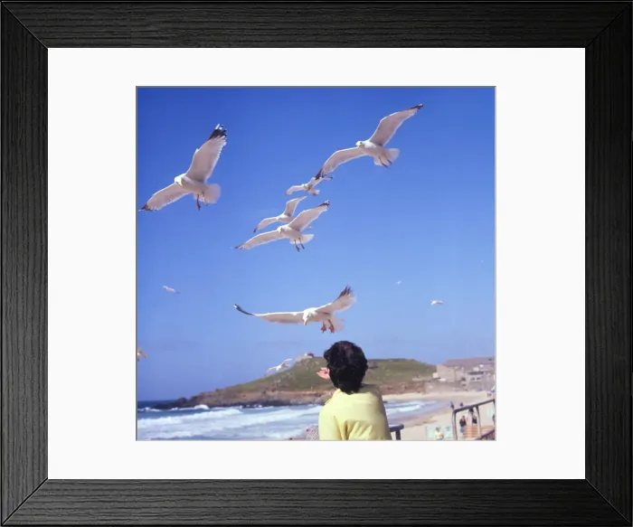 Framed Print : Holidaymaker feeding herring gulls, Cornwall Framed Print : Holidaymaker feeding herring gulls, Cornwall