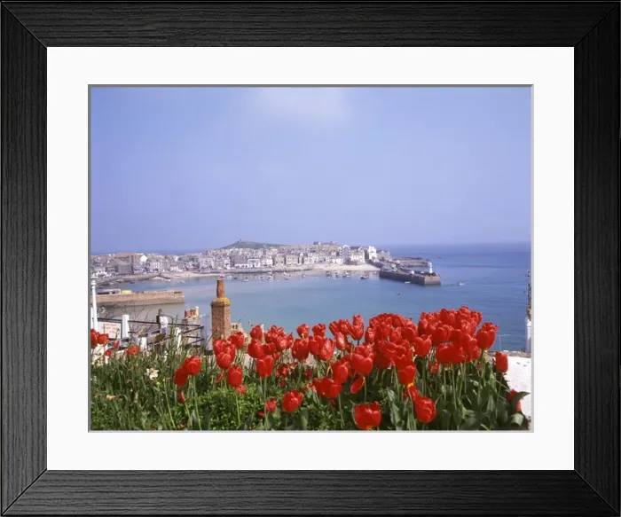 Framed Print : View of the harbour with tulips, St Ives, Cornwall Framed Print : View of the harbour with tulips, St Ives, Cornwall