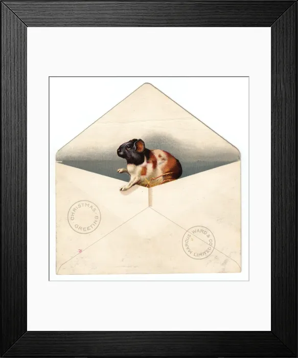 Framed Print : Guinea pig in an envelope on a Christmas card Framed Print : Guinea pig in an envelope on a Christmas card