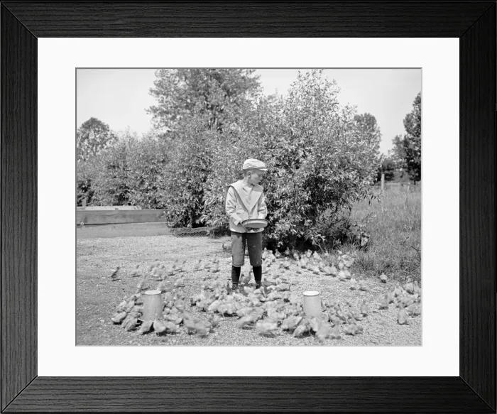 Framed Print : Grosse Isle duck farm, feeding the ducklings