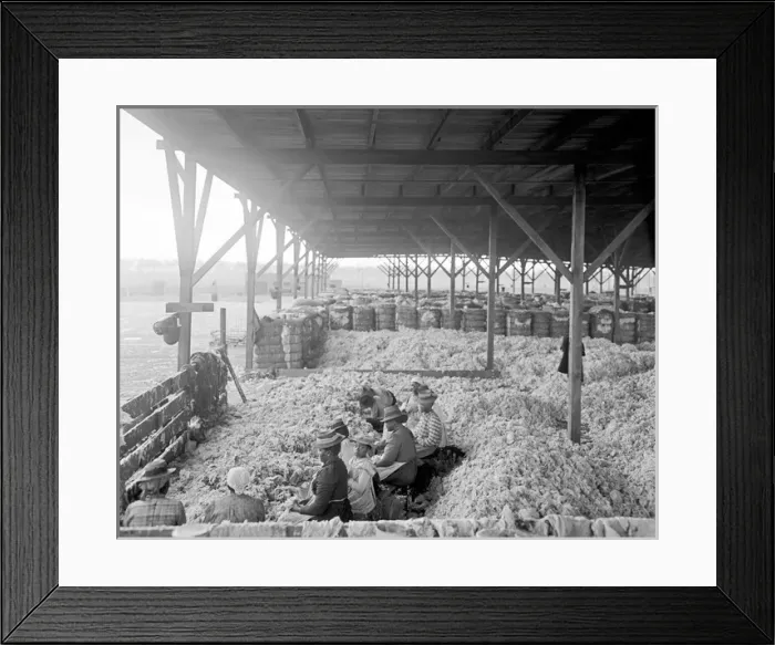 Framed Print : African-American women and children sorting cotton Framed Print : African-American women and children sorting cotton