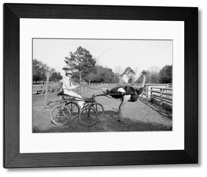 Framed Print : Oliver W. the famous trotting ostrich at Florida Ostrich Fa Framed Print : Oliver W. the famous trotting ostrich at Florida Ostrich Fa