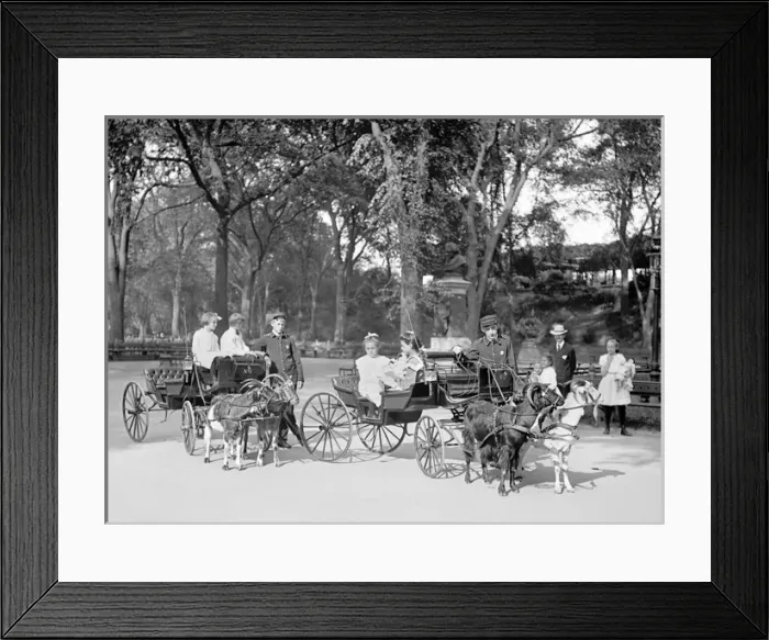 Framed Print : Children riding in Goat carriages in Central Park, New York Framed Print : Children riding in Goat carriages in Central Park, New York