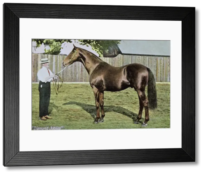 Framed Print : Diamond Jubilee, champion racehorse, with groom Framed Print : Diamond Jubilee, champion racehorse, with groom