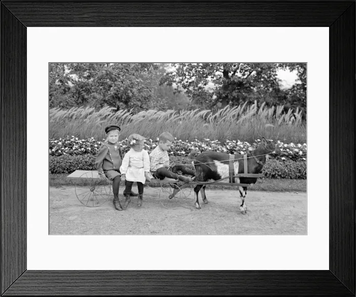 Framed Print : Children riding a Goat team and carriage, Highland Park, Roc Framed Print : Children riding a Goat team and carriage, Highland Park, Roc
