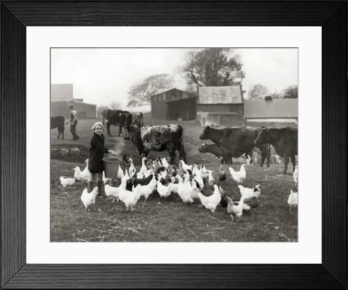 Framed Print : National Childrens Home, Alverstoke - feeding chickens Framed Print : National Childrens Home, Alverstoke - feeding chickens