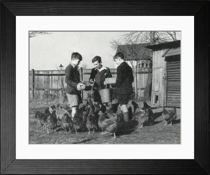 Framed Print : Tennal Approved School, Birmingham - Feeding Hens Framed Print : Tennal Approved School, Birmingham - Feeding Hens
