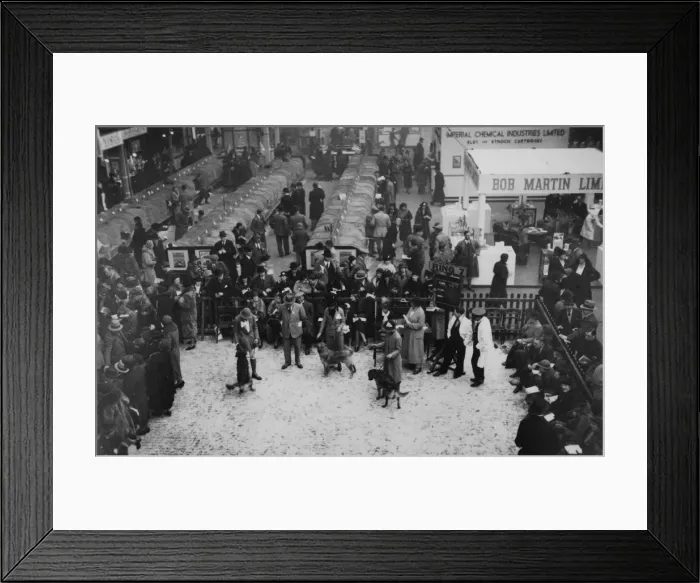 Framed Print : Major P. C. G. Haywood judging Golden Retrievers at Crufts Framed Print : Major P. C. G. Haywood judging Golden Retrievers at Crufts