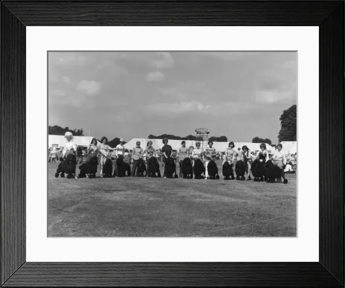 Framed Print : Standard Poodles - Winners of Progeny Class - Windsor Framed Print : Standard Poodles - Winners of Progeny Class - Windsor