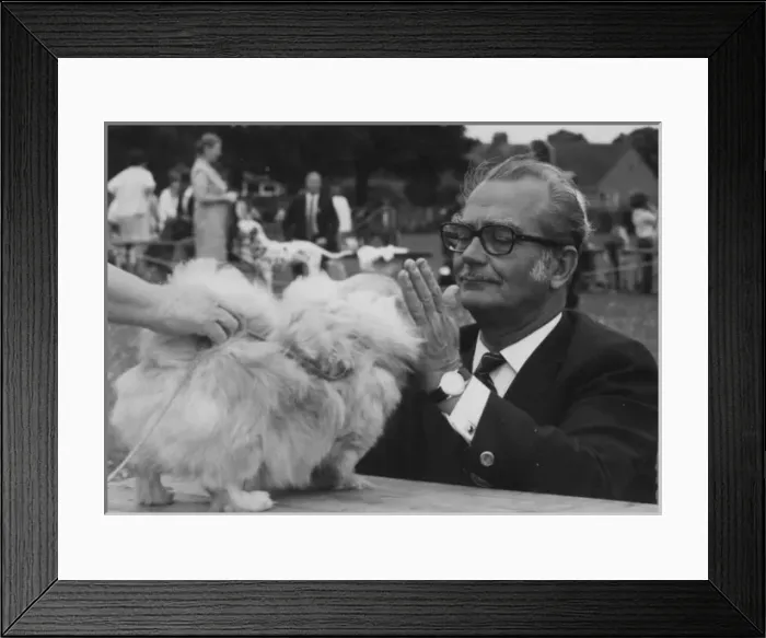 Framed Print : Mr Curnow judging at the Dog Centre Birthday Show Framed Print : Mr Curnow judging at the Dog Centre Birthday Show