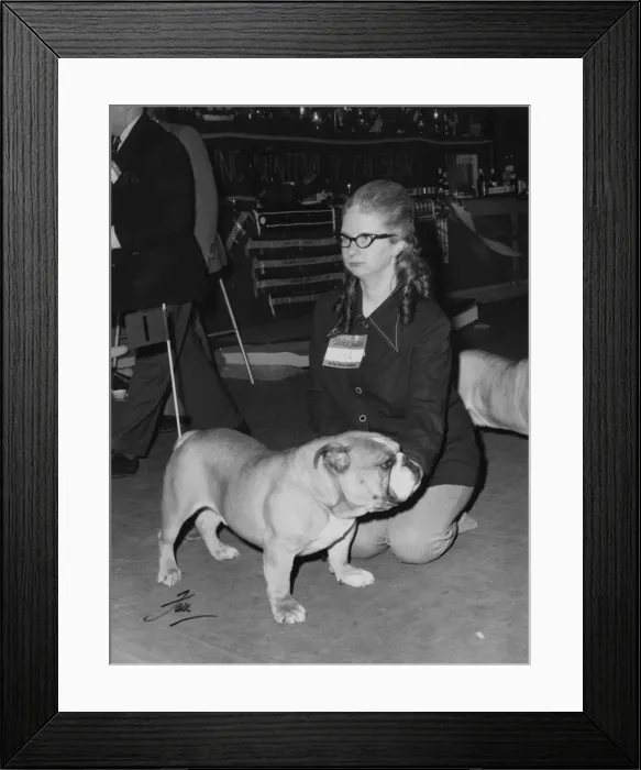 Framed Print : Bulldog Clubs Centenary Show - Reserve B. I. S Framed Print : Bulldog Clubs Centenary Show - Reserve B. I. S