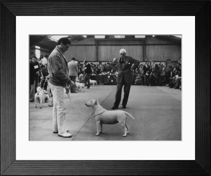 Framed Print : Trophy Show - Ch. Silver Rose of Charlsdon Framed Print : Trophy Show - Ch. Silver Rose of Charlsdon