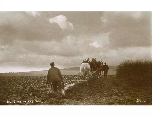 Four-horse Ploughing team at work - South Downs, East Sussex